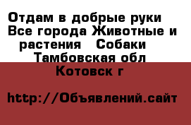 Отдам в добрые руки  - Все города Животные и растения » Собаки   . Тамбовская обл.,Котовск г.